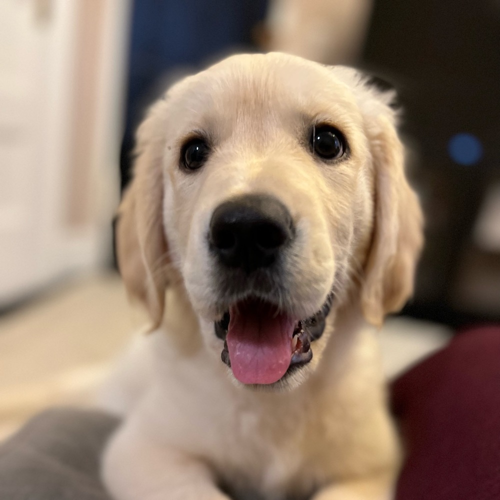 Meet your Posher, Adi!